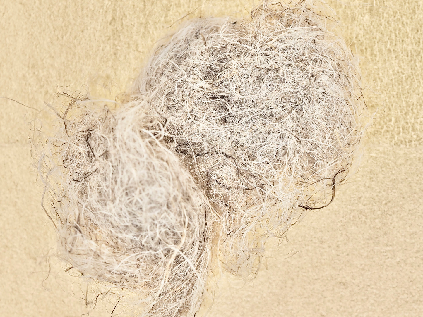Japanese Flax/Hemp Fibers
