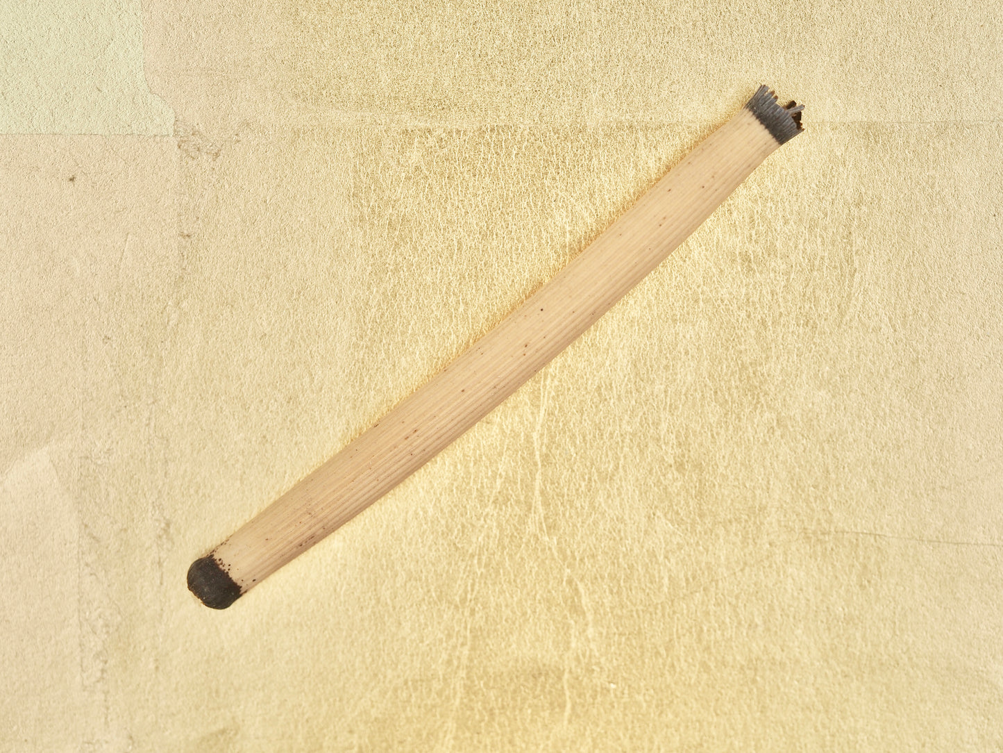 Tokusa (Horsetail) - Traditional Natural Plant Fine Polishing & Abrasive Tool (4)