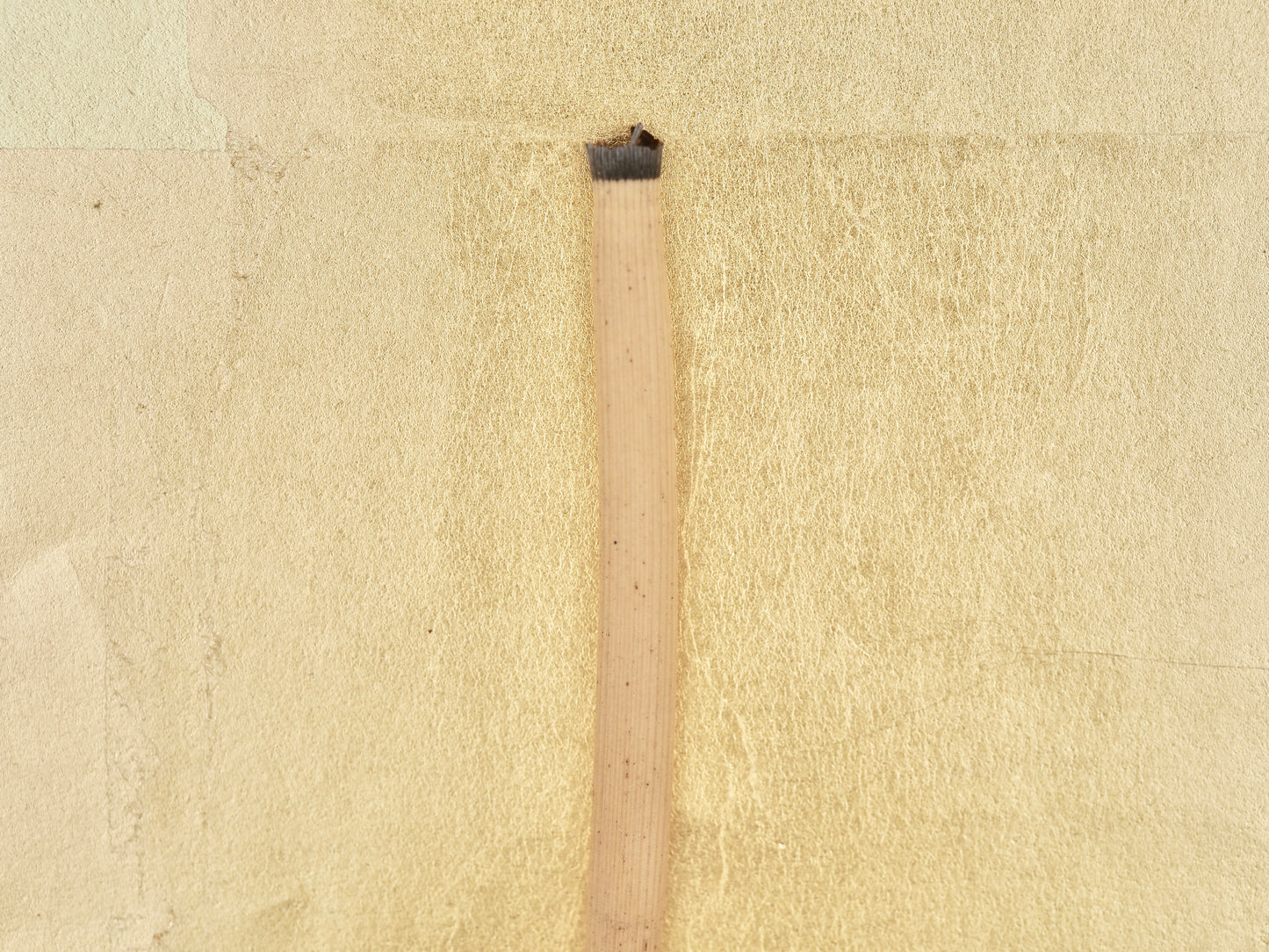 Tokusa (Horsetail) - Traditional Natural Plant Fine Polishing & Abrasive Tool (4)