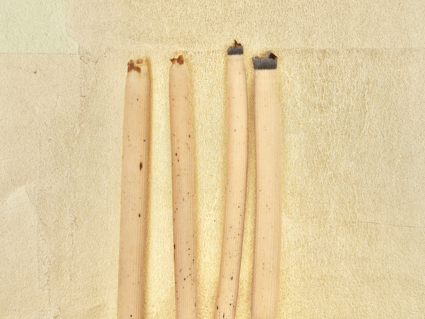 Tokusa (Horsetail) - Traditional Natural Plant Fine Polishing & Abrasive Tool (4)